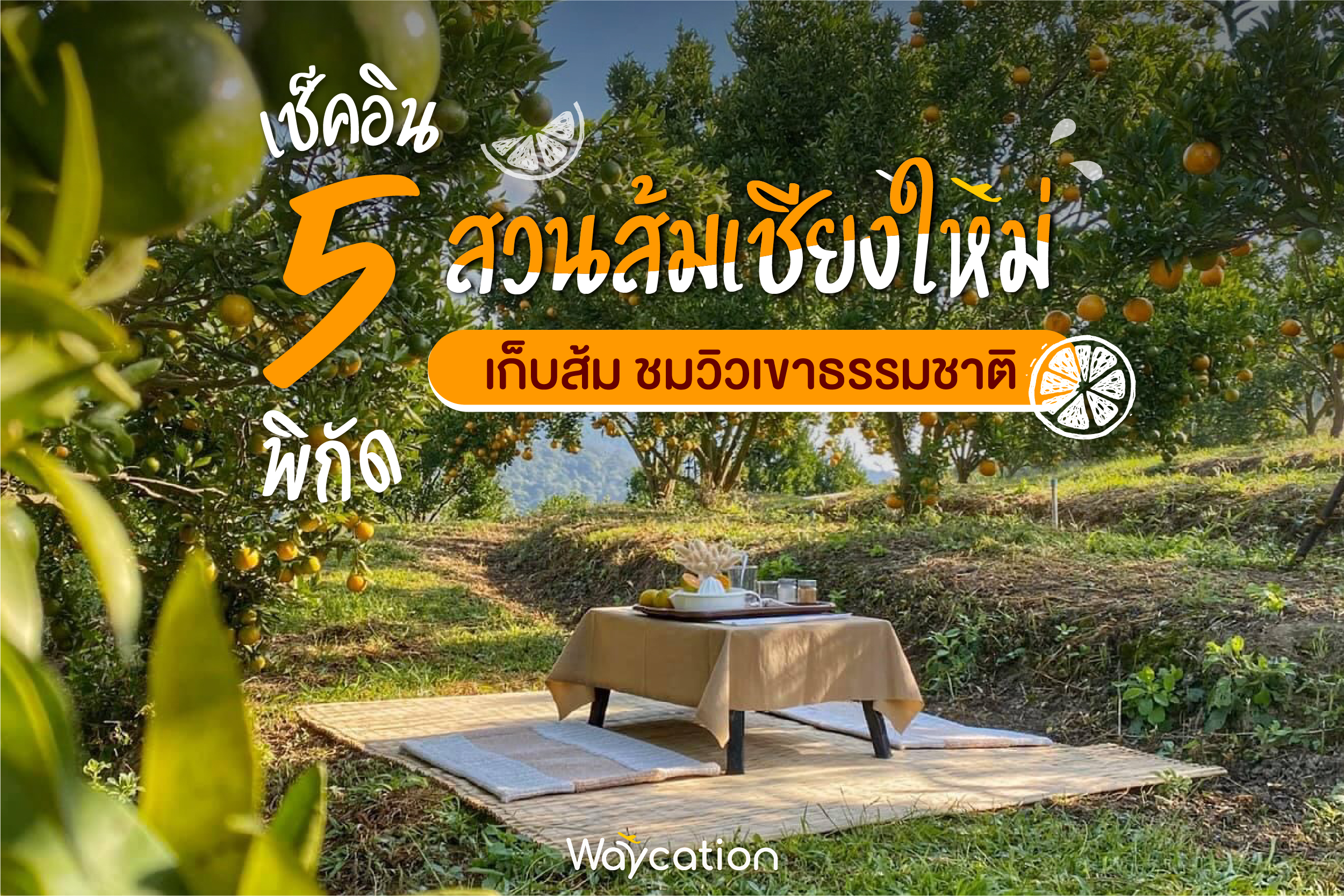 เช็คอิน 5 พิกัด สวนส้มเชียงใหม่ เก็บส้ม ชมวิวเขาธรรมชาติ