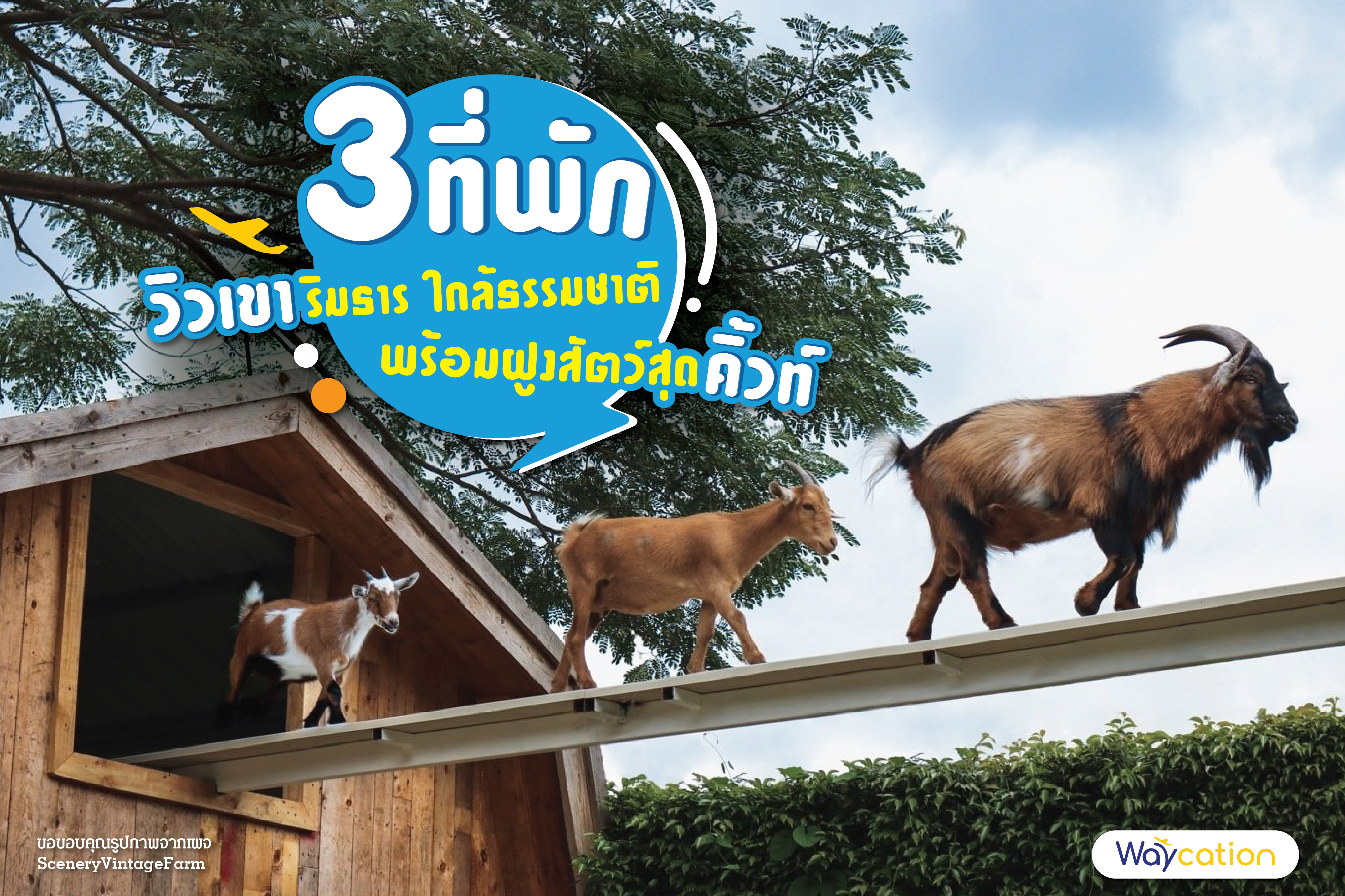 3 ที่พัก วิวเขาริมธาร ใกล้ธรรมชาติ พร้อมฝูงสัตว์สุดคิ้วท์