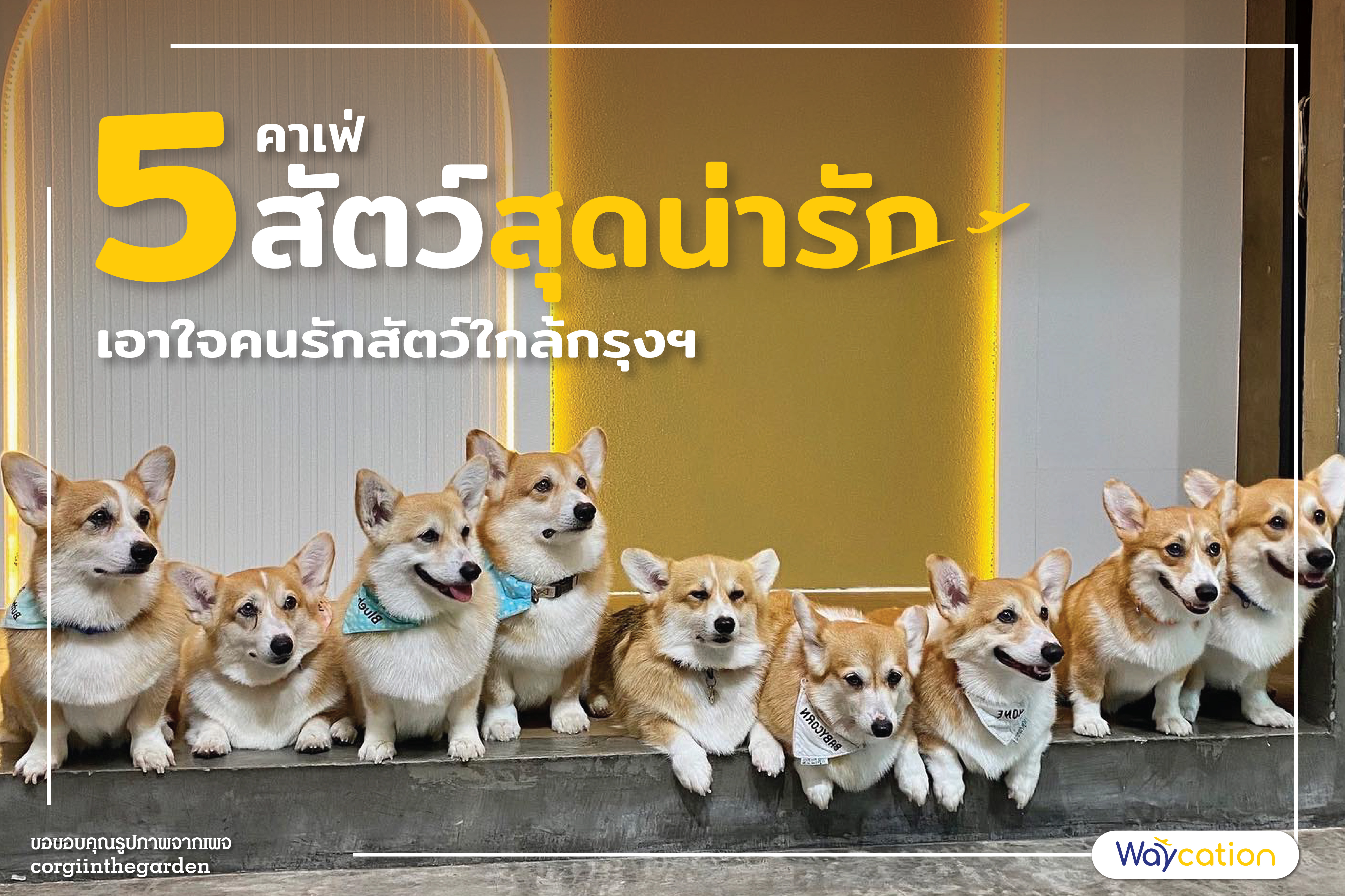 5 คาเฟ่ สัตว์สุดน่ารัก เอาใจคนรักสัตว์ใกล้กรุงฯ 